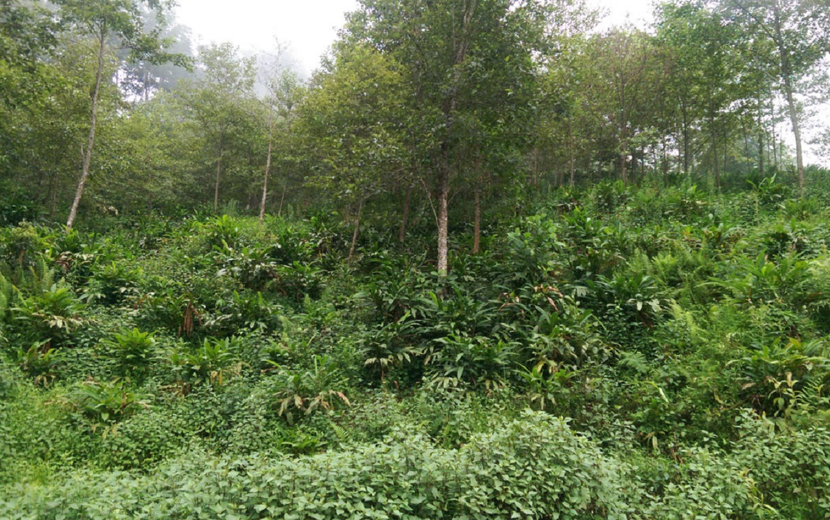 झापामा मिचाहा झारको फैलावट बढ्दा जैविक विविधता र कृषिमा सङ्कट